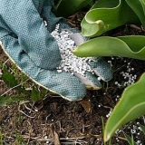 Pravilna primena azotnih đubriva